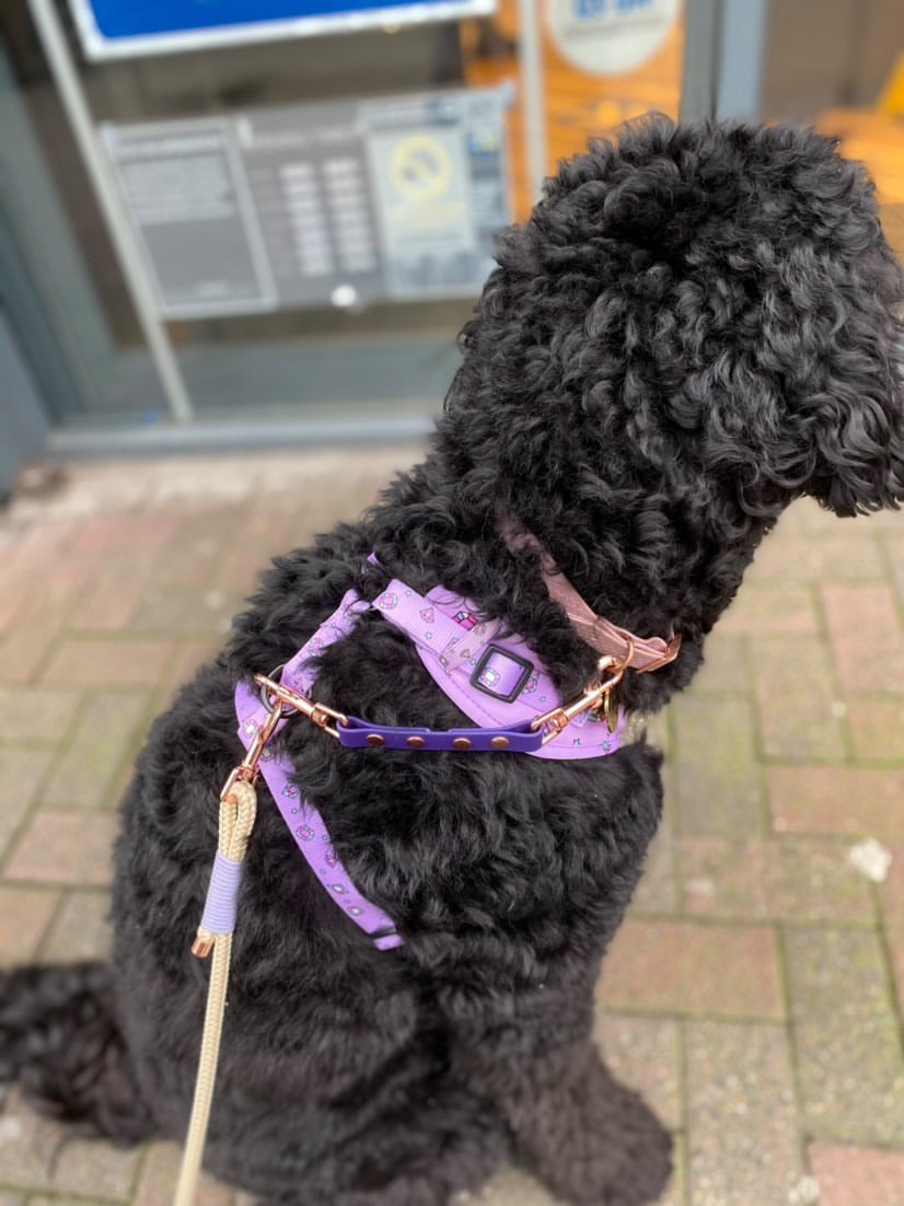 Biothane / coloured webbing Safety Strap (6407580745897)