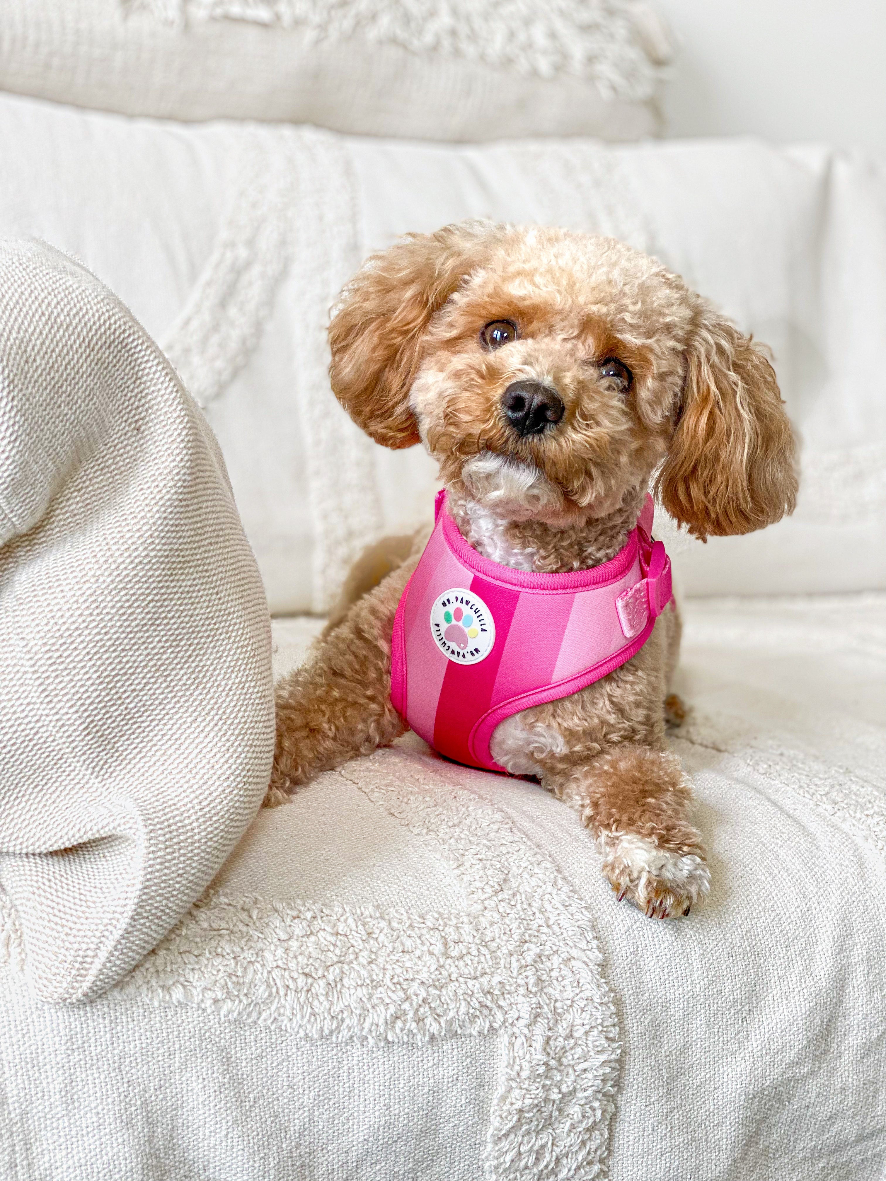 犬服・アクセサリー Pet a Portre PUPPILY HILLS Anniversary Pet a Portre PUPPILY HILLS Anniversary