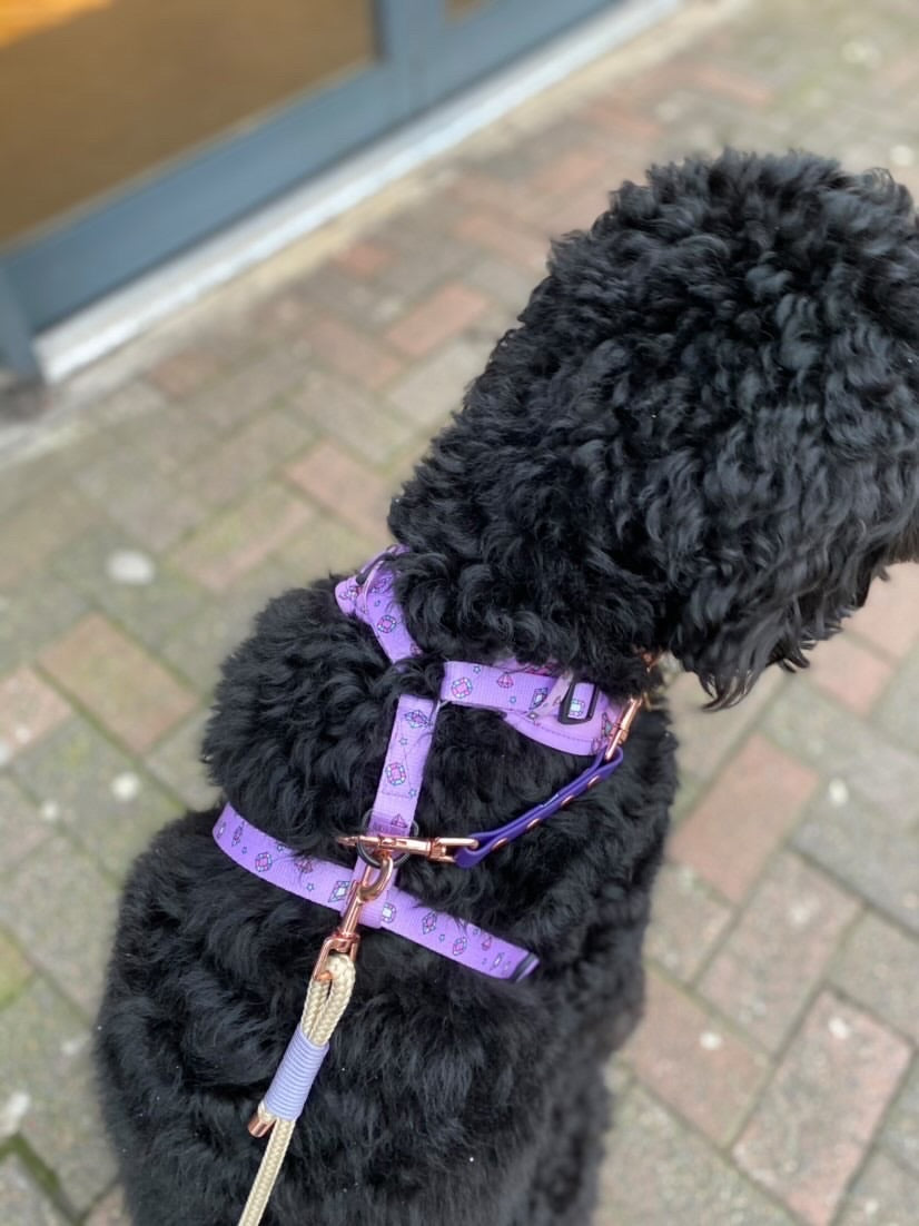 Biothane / coloured webbing Safety Strap (6407580745897)